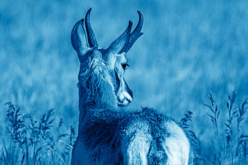 Pronghorn Watching Annoying Fly Buzzing Around (Blue Shade)