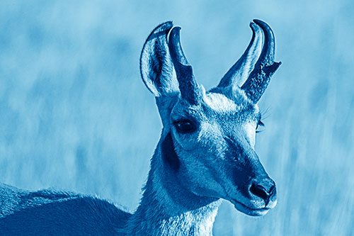 Pronghorn Watching Surroundings Among Sunlight (Blue Shade)