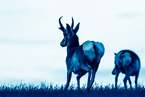 Pronghorns Begin Sprinting Towards Herd (Blue Shade Photo)