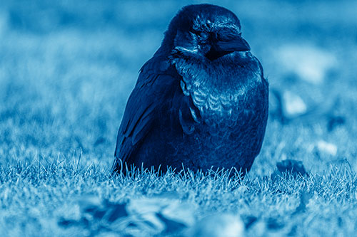 Puffy Crow Standing Guard Among Leaf Covered Grass (Blue Shade Photo)
