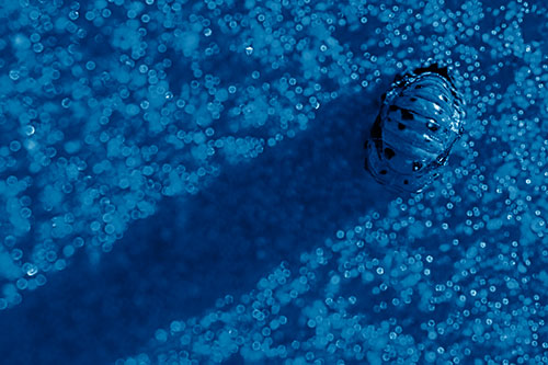 Pupa Convergent Lady Beetle Casts Shadow Among Sparkles (Blue Shade Photo)