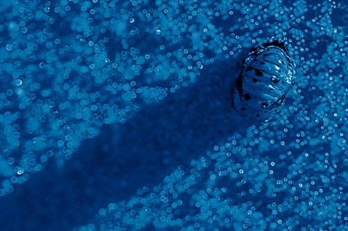 Pupa Convergent Lady Beetle Casts Shadow Among Sparkles (Blue Shade)