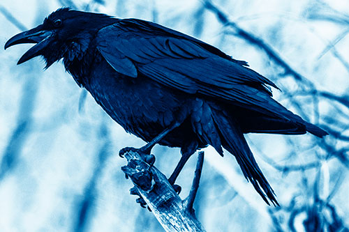 Raven Croaking Among Tree Branches (Blue Shade Photo)