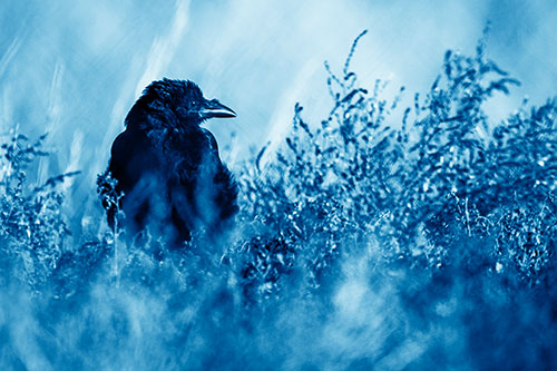 Raven Glancing Sideways Among Plants (Blue Shade Photo)