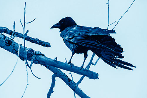 Raven Grips Onto Broken Tree Branch (Blue Shade Photo)