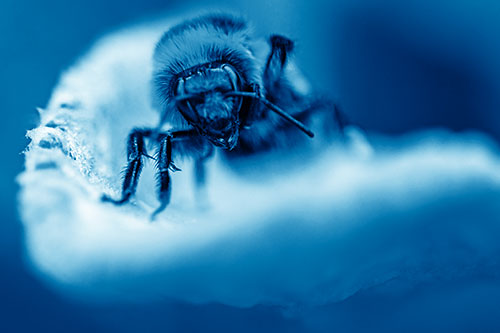 Red Belted Bumble Bee Crawling Flower Petal Edge (Blue Shade Photo)