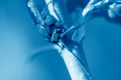 Red Wasp Crawling Down Flower Stem (Blue Shade Photo)