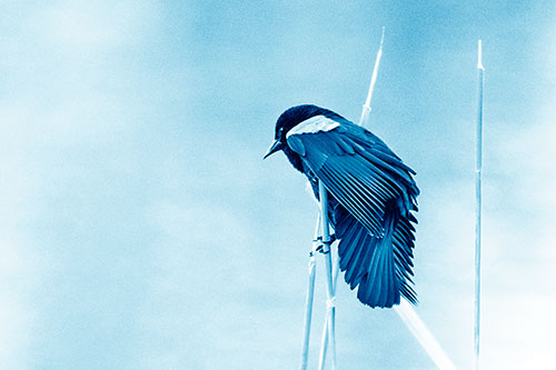 Red Winged Blackbird Clasping Onto Sticks (Blue Shade Photo)