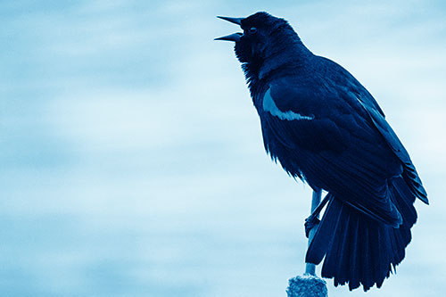 Red Winged Blackbird Singing Atop Cattail Branch (Blue Shade)