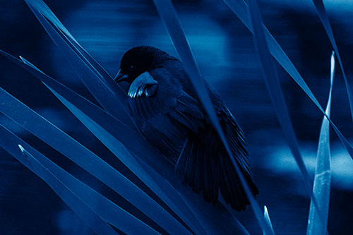 Red Winged Blackbird Watching Atop Water Reed Grass (Blue Shade Photo)