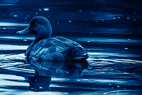 Redhead Duck Floating Atop Lake Water (Blue Shade Photo)