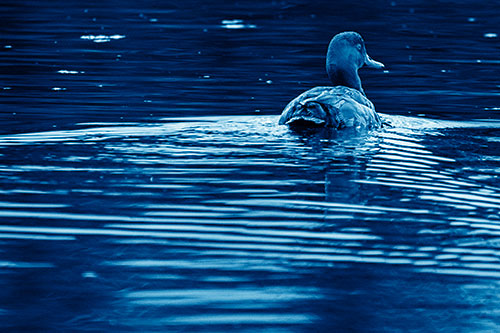 Redhead Duck Swimming Across Water (Blue Shade Photo)
