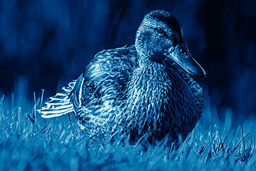 Rested Mallard Duck Rises To Feet (Blue Shade Photo)