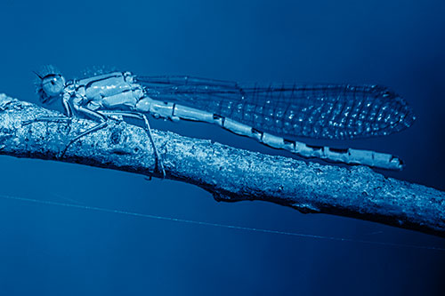 Resting Damselfly Spread Across Branch (Blue Shade)