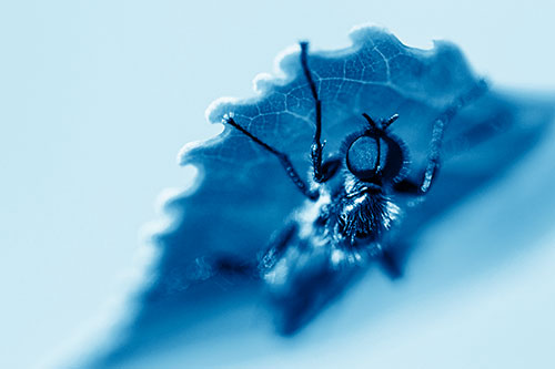 Resting March Fly Seeks Shade Beneath Leaf Petal (Blue Shade)