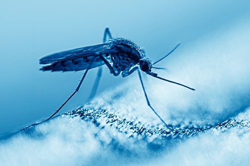 Resting Mosquito Awaits Warmth Among Sunlight (Blue Shade)