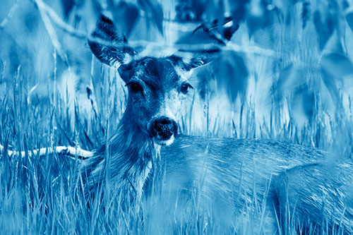 Resting White Tailed Deer Watches Surroundings (Blue Shade Photo)