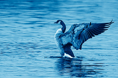 Rising Canadian Goose Spreading Wings Among Lake Top (Blue Shade)