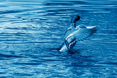 Rising Mallard Duck Flapping Wings Among Rippling Water (Blue Shade)