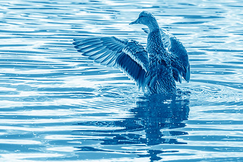 Rising Mallard Duck Flaps Wings Atop Lake (Blue Shade)