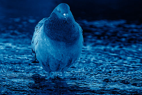 River Standing Pigeon Watching Ahead (Blue Shade Photo)