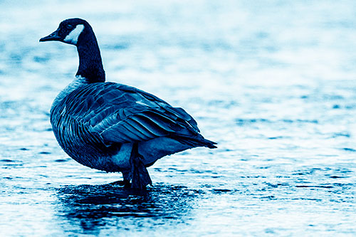River Walking Canadian Goose (Blue Shade Photo)