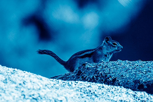 Rock Climbing Squirrel Reaches Shaded Area (Blue Shade Photo)