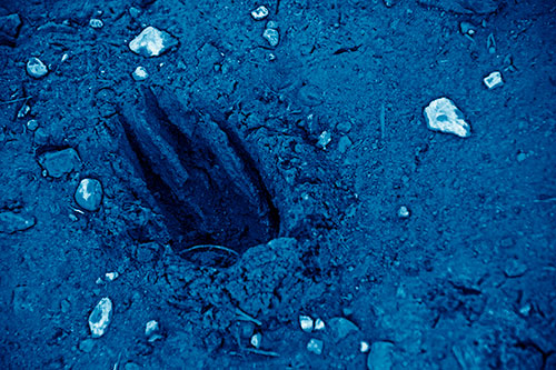 Rocks Surround Deep Mud Paw Footprint (Blue Shade Photo)