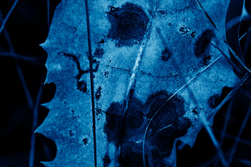 Rot Screaming Leaf Face Among Grass Blades (Blue Shade Photo)