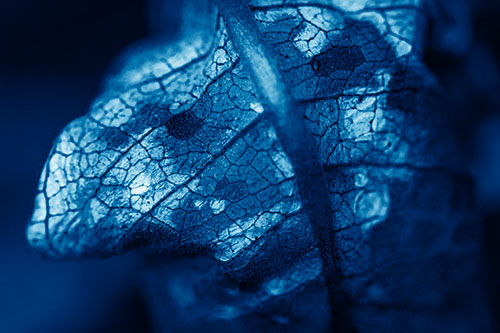 Rotting Veined Leaf Stem Face (Blue Shade Photo)