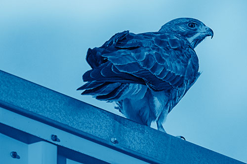 Rough Legged Hawk Enjoying Sunrise Atop Steel Roof Ledge (Blue Shade)