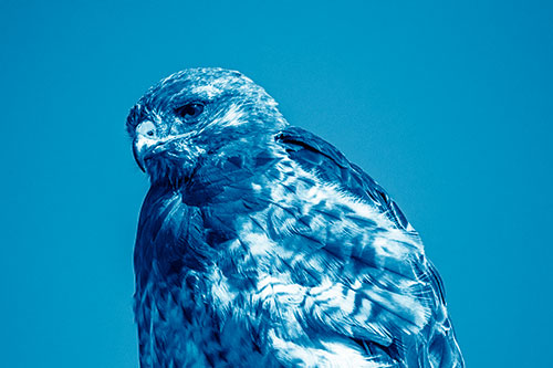 Rough Legged Hawk Keeping An Eye Out (Blue Shade Photo)
