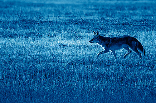 Running Coyote Hunting Among Grass Prairie (Blue Shade Photo)
