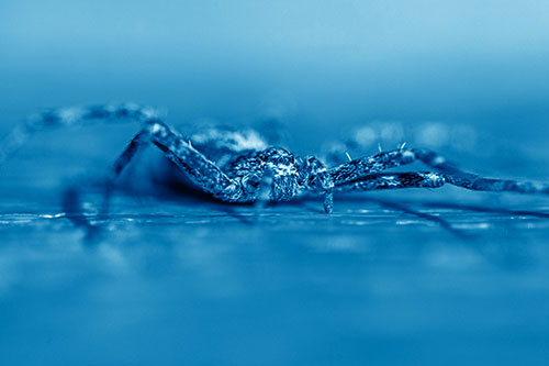 Running Crab Spider Resting Among Bench (Blue Shade)