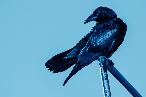 Rusted Rail Raven Keeping Watch (Blue Shade)
