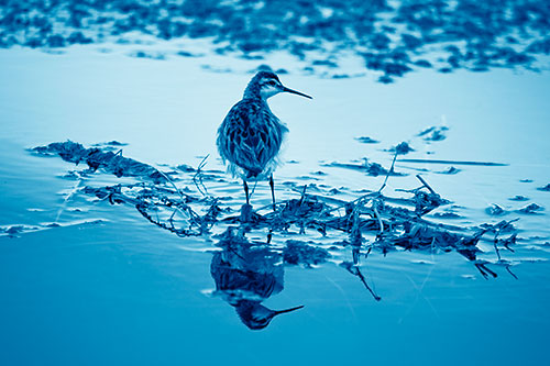 Sandpiper Bird Perched On Floating Lake Stick (Blue Shade Photo)