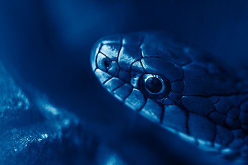 Scared Garter Snake Makes Appearance (Blue Shade Photo)
