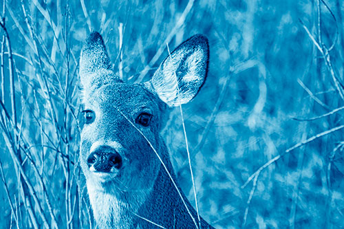Scared White Tailed Deer Among Branches (Blue Shade Photo)