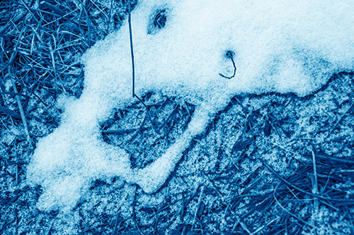 Screaming Stick Eyed Snow Face Among Grass (Blue Shade Photo)