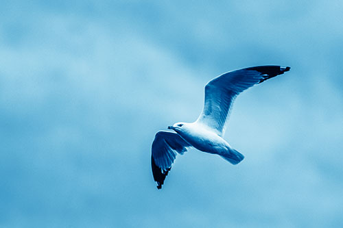 Seagull Flying Among Cloudy Overcast Sky (Blue Shade)