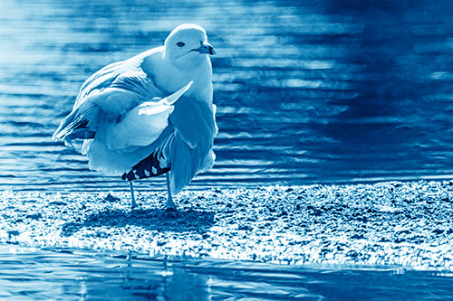 Seagull Grooming Itself Among Lake Shore (Blue Shade)