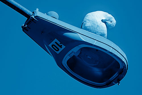 Seagull Grooming Self Atop Street Light Pole (Blue Shade)