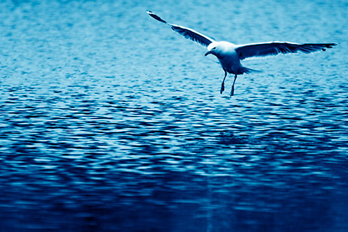Seagull Landing On Lake Water (Blue Shade Photo)