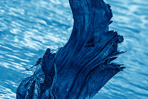 Seasick Faced Tree Log Among Flowing River (Blue Shade Photo)