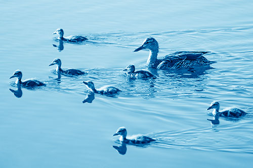 Seven Mallard Ducklings Swimming With Mother (Blue Shade)