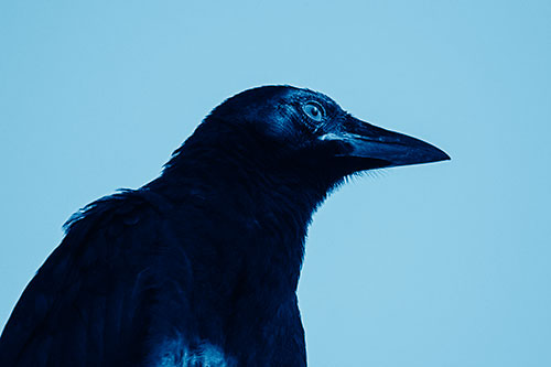 Shaded Crow Gazing Towards Sunlight (Blue Shade)
