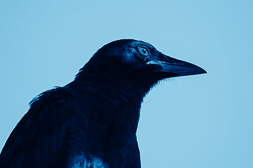 Shaded Crow Gazing Towards Sunlight (Blue Shade Photo)
