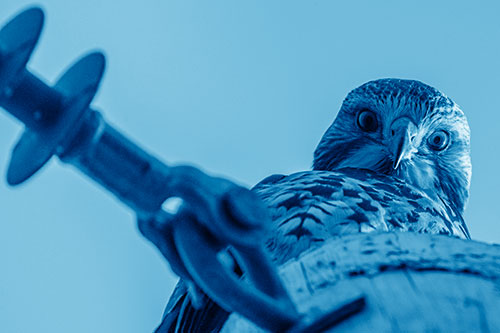 Shaded Red Tailed Hawk Eyeballing Among Sunlight (Blue Shade)