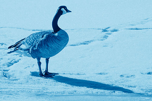 Shadow Casting Canadian Goose Standing Among Snow (Blue Shade Photo)