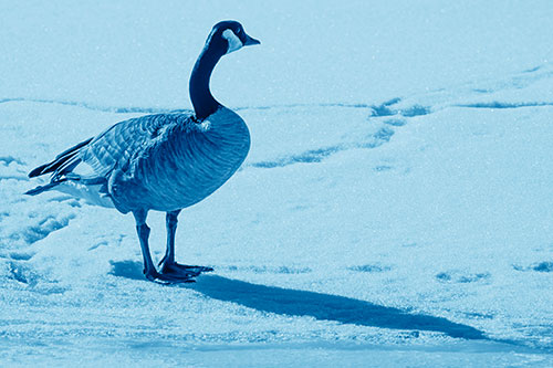 Shadow Casting Canadian Goose Standing Among Snow (Blue Shade)
